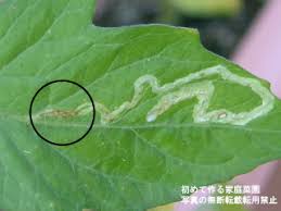 家庭菜園でよく見かける野菜の害虫被害 初めて作る家庭菜園