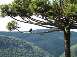 Canela Rio Grande Do Sul Fotos Canela Rs Brazil Araucaria Arvores Do Brasil Floresta Araucaria