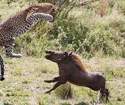 Baby Cheetah vs Wild Boar | African Wildlife In Action! Warthog ...