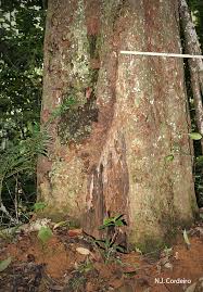 Image result for Entada stuhlmannii