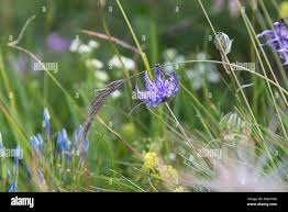 Image result for Satyrium orbiculare