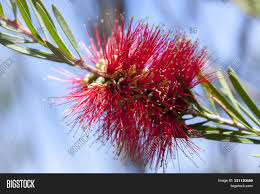 Maybe you would like to learn more about one of these? Red Bottle Brush Tree Image Photo Free Trial Bigstock