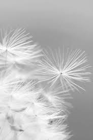 The Ones Who Are Crazy Enough To Think They Can Change The World Are The Ones Who Do Jobs Shades Of White White Photography Dandelion