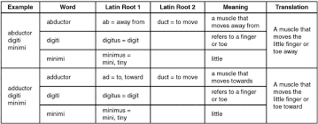 Gross skeletal muscle activity 1. 19 2 Naming Skeletal Muscles Medicine Libretexts