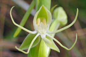 Image result for Habenaria cirrhata