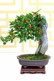 Ciao sono un appassionato di bonsai, spero che il mio blog vi piaccia. 121 Kumquat Bonsai Photos Free Royalty Free Stock Photos From Dreamstime