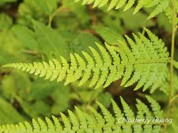 Image result for Microlepia speluncae