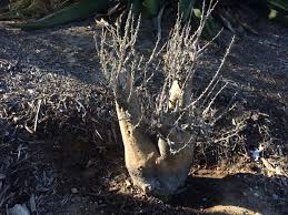 Image result for Habenaria livingstoniana