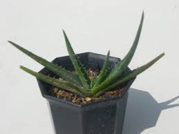 Image result for Aloe christianii