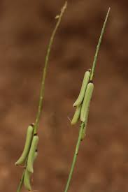 Image result for Crotalaria lanceolata
