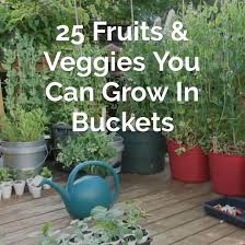 25 Fruits And Veggies You Can Grow In Buckets Container Gardening Vegetables Bucket Gardening Growing Vegetables