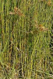 Image result for Pycreus