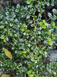 Image result for Malpighia coccigera