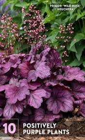 Plants with deep purple flowers. 10 Positively Purple Plants Purple Plants Purple Flowers Garden Purple Garden