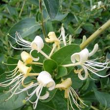 Image result for Lonicera confusa