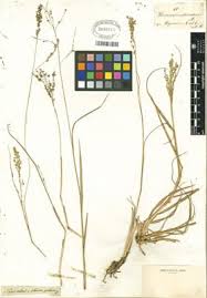 Image result for Panicum coloratum