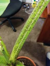 Banana trees require a deep watering that reaches the root system three to four times a week, especially during the summer months when it's actively growing. Banana Tree Is This Dirt Or A Bug