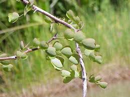 Image result for Acacia haematoxylon