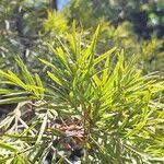 Image result for Afrocarpus usambarensis