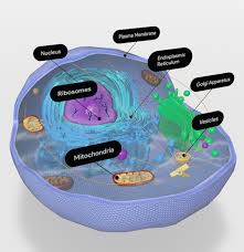 Cellular respiration takes place in the cells of all organisms. Building It Up And Breaking It Down Photosynthesis Vs Cellular Respiration