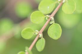 Image result for Leucas