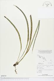 Image result for Vittaria elongata