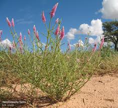 Image result for Hermbstaedtia fleckii