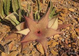 Image result for Stapelia gigantea