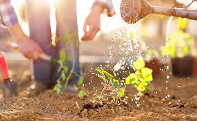 Additionally, a home vegetable garden is a great space for both children and adults to experience the outdoors, and get off the sofa. 18 Tips For Taking Care Of Your Vegetable Garden Blog