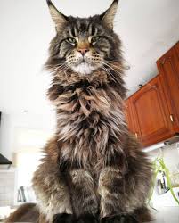 Europapet Adli Kullanicinin Cat Bred List Panosundaki Pin