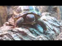 How Big Do Horsefield Tortoises Get In Size 2019 Answer