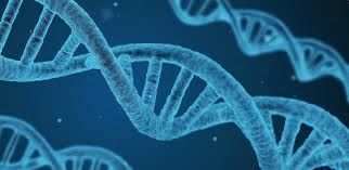 Genetic counseling and cancer risk assessment is an important part of cancer care at memorial sloan kettering. Detailed Genetic Study Provides Most Comprehensive Map Of Risk To Date Of Breast Cancer Risk University Of Cambridge