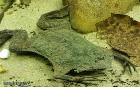 An aquatic frog, but its rough skin has earned it the nickname toad. Pipa Pipa Surinam Toad Care Info Amphibians Het Terrarium