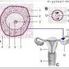 Bereits zehn bis elf tage nach der befruchtung der eizelle sind embryo und mutter über blutgefäße miteinander verbunden. Https Encrypted Tbn0 Gstatic Com Images Q Tbn And9gcqgzcphzipmlz36qkz0ebopiezef O4rvzlcmjhm3nkick7bszz Usqp Cau