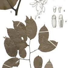 Image result for Sericanthe suffruticosa