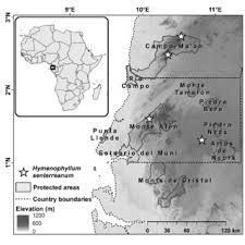 Image result for Hymenophyllum triangulare