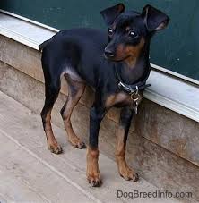 miniature pinscher dog breed information and pictures