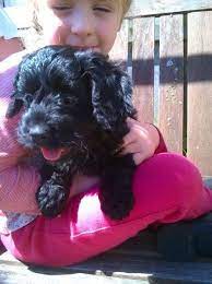 Advertise, sell, buy and rehome cockapoo dogs and puppies with pets4homes. Cockapoo Puppies For Sale Virginia Beach Va 219665