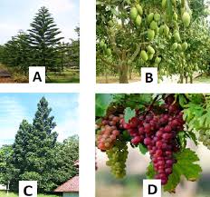 Kejarcita 1 Bank Soal Sekolah