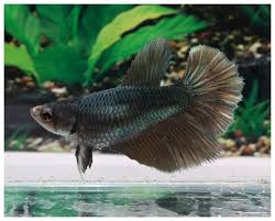 Fishtank Aquarium Freshwater Aquariumplants Aquaticplants Aquascape Female Metallica Goruntuler Ile