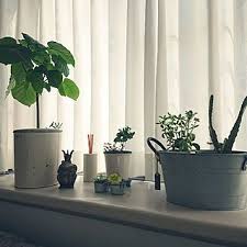 リビング 観葉植物 多肉植物 フェイクグリーン セリア などのインテリア実例 2020 02 17 11 00 24 roomclip ルームクリップ リビング 観葉植物 インテリア 実例 インテリア