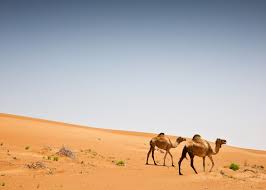 Oman gennaio 2020 seconda parte: Visit The Wahiba Sands On A Trip To Oman Audley Travel