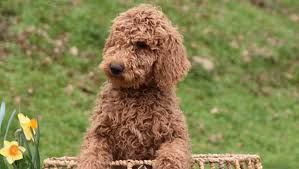 Located in southern california, san diego. Red Mini Goldendoodle Puppies In Northern California And Mini Australian Labradoodles Stetson S Doodles