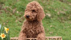 Whether outside california or in california, if you want a labradoodle puppy that will integrate into your family seamlessly and melt your heart at email us at moocowlabradoodles@gmail.com about our labradoodle puppies for sale as we would love to talk about all things labradoodle with you! Red Mini Goldendoodle Puppies In Northern California And Mini Australian Labradoodles Stetson S Doodles