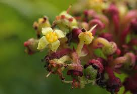 Image result for Cyphostemma montanum