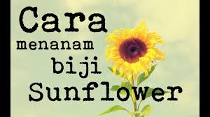 Pastikan bibit bunga matahari ditanam dengan keadaan tegak agar bibit tak menyentuh permukaan mulsa. Cara Menanam Bunga Matahari Sunflower Cara Menanam Bunga Nama Bunga