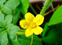 Pollination occurs when pollen, a powdery substance containing the plant's male gametes (reproductive cells), is transferred from the anthers of one flower to the stigma of another flower of the same species. Watermelon Flowers Top Facts Tips