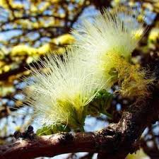 Image result for Albizia anthelmintica