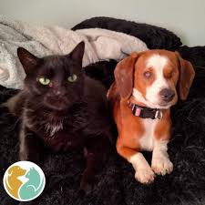 Our store also offers grooming, adoptions and curbside pickup. Toledo Animal Rescue Adopt Dogs Puppies