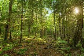 Image result for nature